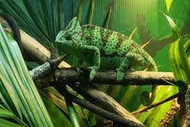 Check spelling or type a new query. Can Chameleons Eat Bananas Mypetcarejoy
