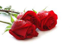 See more ideas about beautiful roses, beautiful flowers, pretty flowers. Red Rose Wallpaper Hd Full Sdownload