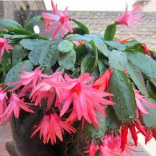 This is the official copyrighted photo of online flower search llc and may not be copied, downloaded or otherwise reproduced without written approval from online. Mixed 50 Pcs Christmas Cactus Flowers Seeds Echinopsis Tubiflora Cacti Gardens Christmas Cactus Cactus Garden Garden Seeds