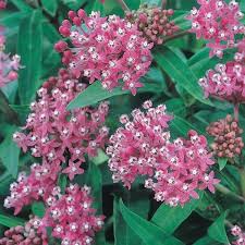 Soulmate Butterfly Flower Spring Hill Nurseries Bulb Flowers Butterfly Flowers Flowers