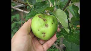 Symptoms of disease may include: Why You Need To Learn About Fruit Tree Pest And Disease Problems Before Your Trees Get Sick Youtube