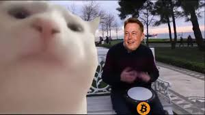 Tesla suspends vehicle purchases using bitcoin. Cat Vibing Elon Musk Bitcoin Meme Youtube