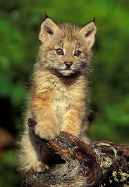 You Said How Many Sleeps Til Christmas Sleepstilchristmas Mondayface Lynx Cute Animals Animals Wild Animals Beautiful