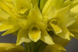 Image result for Eulophia ensata