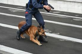 Centre de formation maitre chien. Devenir Agent Cynophile 2021 Salaire Formation Ecole Metier
