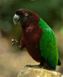 … birdlife species champions appeal donate to this groundbreaking initiative. 200 Macaws Ideas Macaw Pet Birds Beautiful Birds
