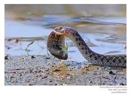 Checkered Keelback Funny Animals Animals Wild Animals And Pets