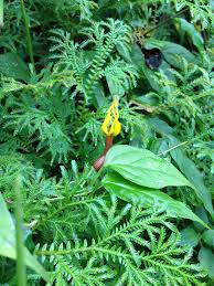 Image result for Ceropegia meyeri