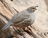 Central Valley Birds - Central Valley Bird Club | California Bird ...