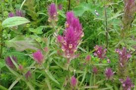 Wildflowers The Wildlife Trusts As a child, seeking out wildflowers was one of my favorite pastimes, so visiting other people's. wildflowers the wildlife trusts