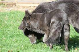 Prochaines Portees De Blue Bay Et Timber Shepherd Blue German Shepherd Puppies Blue German Shepherd German Shepherd Dogs