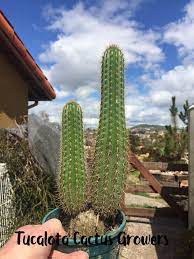 Cacti, members of the cactaceae family, have a wide range of growth patterns, from slow to fast. Echinopsis Spachiana Golden Torch 12tall Etsy Plants Cactus Cactus Plants
