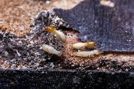 Need home pest control services in jacksonville, fl? Taking A Closer Look At Termites Favorite Foods Bug Out