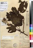 Image result for Crassocephalum ducis-aprutii