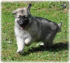 Mum is our family pet who is a straight backed sable german shepherd, she has a very loving temperament age age: Pedigree Kc Registered German Shepherd Dog Puppies In Marshland St James Norfolk Born 08 06 10
