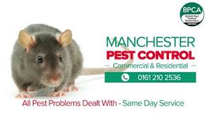 We know that no pest control efforts will be successful without first walking the 6. Eliminate Terrible Pests From Your Home Hire Experienced Pest Control Services By Manchester Pest Control Medium