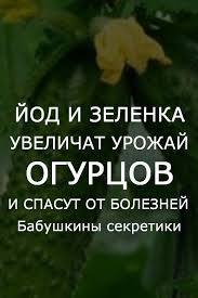 уход за огурцами в открытом грунте от посадки до урожая Jod I Zelenka Uvelichat Urozhaj Ogurcov I Spasut Ot Boleznej Sadovodstvo Ovoshnoj Ogorod Sovremennoe Sadovodstvo