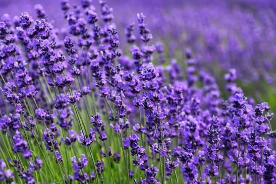 English Lavender – Heritage Herb Seeds