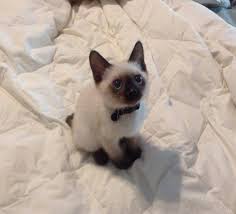 гав гав гав гав гав гав гав гав гав гав Kotenok Po Imeni Gav Cute Cats Siamese Kittens Pretty Cats