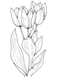 The name tulip refers to practically. Tulips Flower Coloring Page Online Coloring Pages