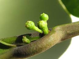 Image result for Heisteria