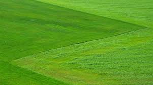 Top 5 best grass seeds review in 2021. The Best Lesco Grass Seed Reviews And Importance Video Guide Grass Seed Landscape Grasses Landscaping