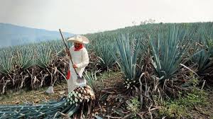 While cacti and agave both share a common habitat, the. How Is Tequila Made Matthew Clark