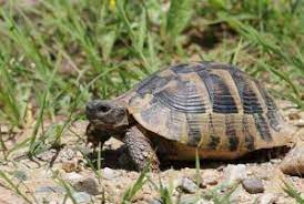 Hermann S Tortoise Lifespan How Long Does A Hermann S Tortoise Live