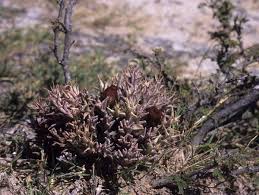Image result for Orbea umbracula