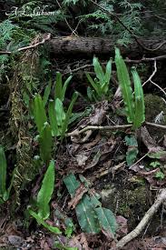 Image result for Elaphoglossum acrostichoides