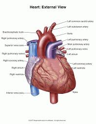 External View Of The Human Heart
