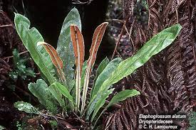 Image result for Elaphoglossum spathulatum