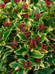 Landscaping And Hardscaping Evergreen Shrubs Evergreen Garden Garden Shrubs