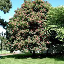 Red horse chestnut tree for sale near me. Ruby Red Horse Chestnut Aesculus X Carnea Briotti In Issaquah Seattle Bellevue Redmond Renton Sammamish Washington Wa At Squak Mountain Nursery