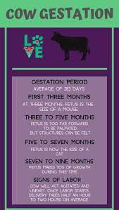 Cow Gestation I Love Veterinary