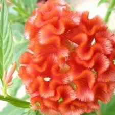 Buy Celosia Cristata Orange Lalmurga Plant Online At Plantsguru Com