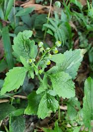 Image result for Dichrocephala