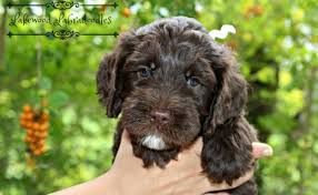 We did not find results for: Pin On Labradoodles