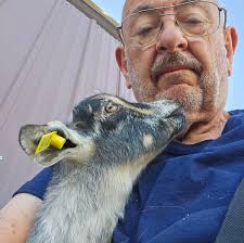 Is there an easier way to worm goats?