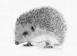 Hedgehog British Wildlife Limited Edition Art Drawing Print Etsy British Wildlife Art Wildlife Tattoo Hedgehog Art