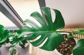 If all the soil layers from the top of the soil do not get enough water, plants try to absorb water from the air, this will tend to develop aerial roots from the stem. Planting And Growing Monstera Aerial Roots Humeshed