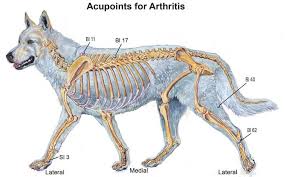 Acupressure Points For Canine Osteoarthritis Animal