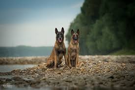 Note that some colors are rarer than the others that's why there are no available photos for them in this list. Belgian Malinois 1080p 2k 4k 5k Hd Wallpapers Free Download Wallpaper Flare