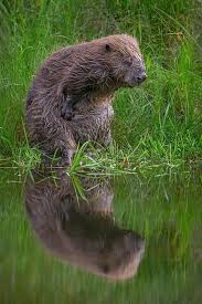 Naturschutz Die Biber Sind Zuruck Biber Natur Tiere