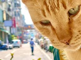 台灣貓攝影師tiger love 蘇保 灑貓寫真展 作品感人有趣溫馨療愈 貓大叔 cute cat cats tiger love
