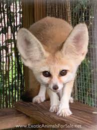 Beautiful litter of fox red labrador puppies for sale. Fennec Fox For Sale