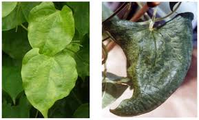 Image result for Dioscorea praehensilis