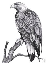 Golden Eagle By Glaiceana On Deviantart Deviantart Eagle Glaiceana Golden Adler Zeichnung Vogel Zeichnen Vogel Kunst