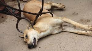 How many dogs are killed each year. Petition World Animal Protection Dogs Are Being Killed Every Day We Need To Stop It Change Org