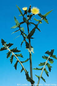 Image result for Sonchus oleraceus